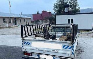 Jandarmadan kaçan araçtan 3 ölü oklu kirpi çıktı