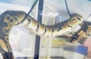 Japonya’da 2 metrelik yılan sahibinden kaçarak...