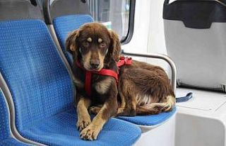Kaçak olarak tramvaya biniyordu, artık belediyenin...