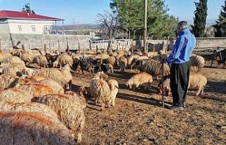 Kahramanmaraş’ta küçükbaş hayvan nüfusuna...