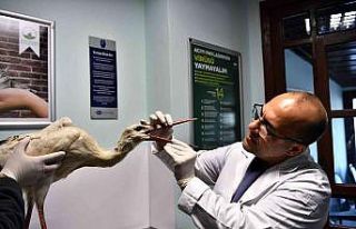 Kanadı kırılan leylek tedavi altında