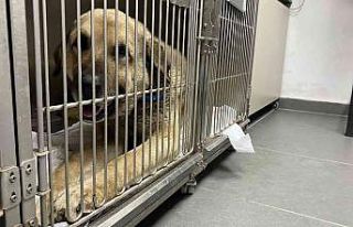 Kangal cinsi köpeğin testislerinden, yarım kiloluk...