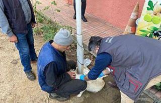 Karacasu İlçe Tarım’dan kimliklendirme uyarısı