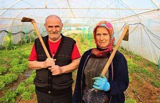Karı-koca serada yıllardır beraber kazma sallıyor