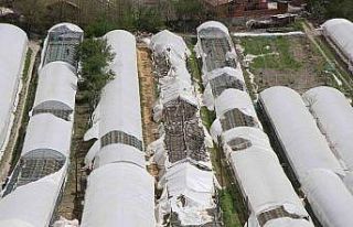 Karın yıktığı seraları bu sefer de fırtına...