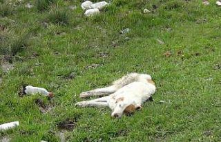 Kars’ta yaralı köpek ölüme terk edildi