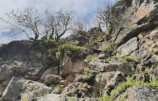 Kayalıklarda 6 gündür mahsur kalan keçiyi dağcılar...