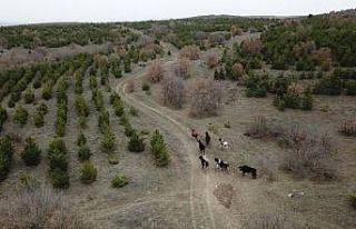 Kaybolan 7 büyükbaş 4 gün sonra dronla bulundu
