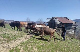 Kaybolan büyükbaş hayvanlarını jandarma ekipleri...