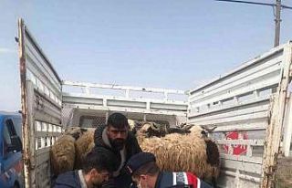 Kayıp hayvanlar jandarma tarafından bulundu