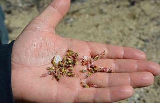 Kayısı bahçelerini don vurdu