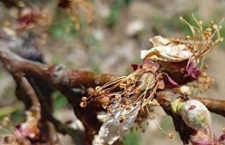 Kayısı üreticisi destek bekliyor