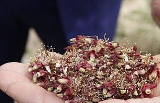 Kayısıda hasar tespiti ay sonunda tamamlanacak