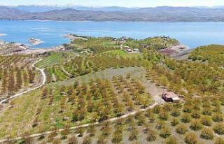 Kayısıyı don vurdu