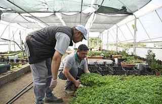 Kemer Belediyesi’nin yetiştirdiği sebze fidanları...