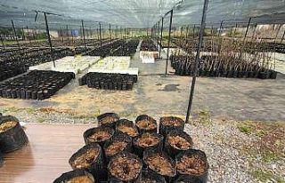 Kestane ağacı tohumları toprakla buluştu