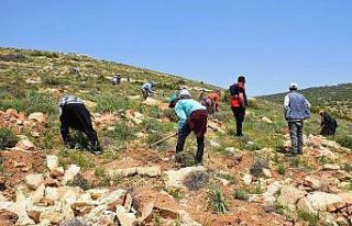 Kilis bal ormanında çalışmalar sürüyor