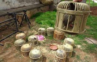 Kınalı keklikleri kafesle avlayanlar yakalandı,...