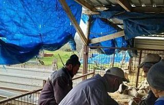 Kırklareli’nde küçükbaş hayvanlar aşılanıyor