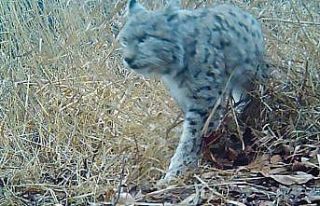 Kırmızı listedeki vaşak Erzincan’da görüntülendi
