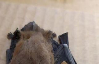 Kış uykusundan uyanan cüce yarasa yaşlı çiftin...