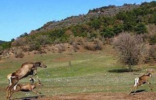 Kızıl geyiklerin doğaya bırakılma sevinci