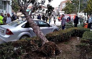 Kökünden sökülen ağaç park halindeki otomobilin...