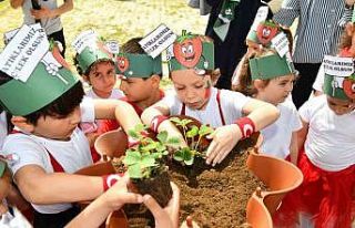 Kompostlar toplanıyor çilekler büyüyor