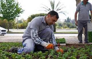 Konyaaltı çiçeklerle süsleniyor