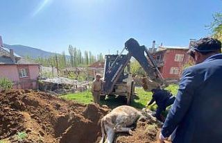 Konya’da kuyuya düşen inek açılan tünel sayesinde...