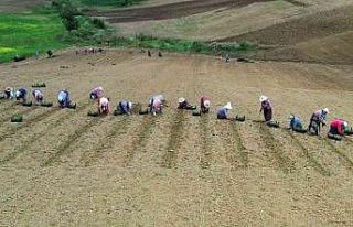 Kooperatif ve birliklere yüzde 75 hibe desteği