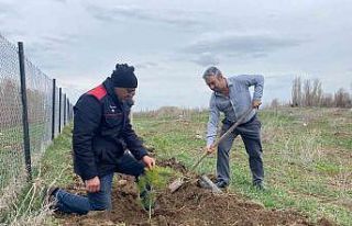 Köy derneği 2 bin adet fidan dikti