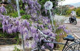 Köyceğiz bahar renklerine büründü