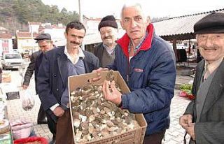 Köylüler ormandan topluyor, kilogramı 300 liradan...