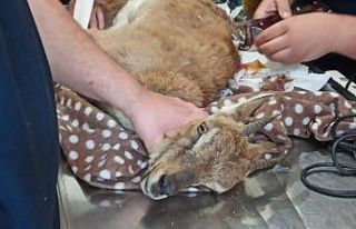 Köylüler tarafından yaralı bulunan yabani dağ...