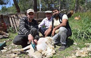 Koyun kırkma işinden günlük 2 bin TL kazanıyor