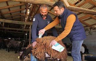Küçükbaş hayvanlar kenelere karşı ilaçlanıyor