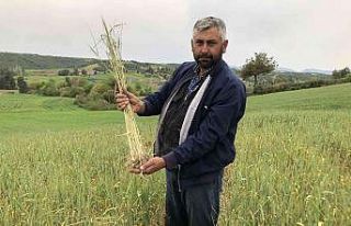 Kuraklık buğday üreticisine 30 yıl sonra tarla...