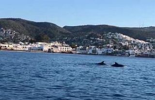 Kürekçilere yunus sürprizi