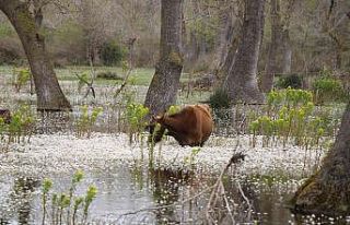 Kuş Cenneti’nde su papatyası güzelliği