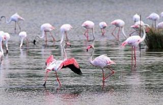 “Kuş Oteli” Hersek Lagünü turistlerin ilgi...