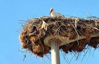 Leylekler yuvalarına yerleşiyor