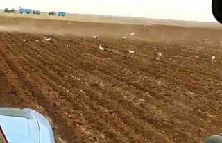 Leyleklerden Şanlıurfa’da göç molası