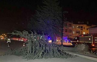 Lodosun devirdiği ağaç yolu ulaşıma kapattı