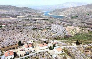Malatya bu kez kar değil, kayısı beyazına büründü
