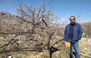 Malatya’da kimliği belirsiz kişiler kayısı ağaçlarına...