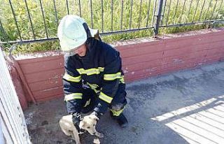 Manisa İtfaiyesi sevimli dostların yardımına koştu