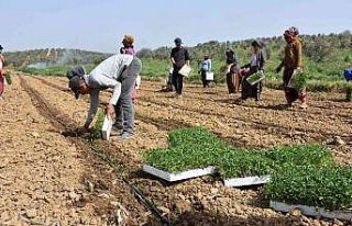 Manisa’da domates dikimi başladı