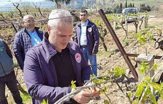 Manisa’da meyve ağaçlarına tuzaklı koruma