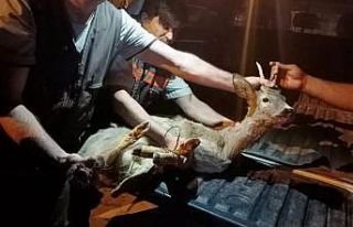 Manisa’da yaralı bulunan karaca tedavi altına...